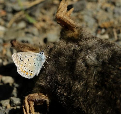 Polyommatus icarus